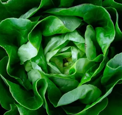 Illustration zum Thema Salat in der Schwangerschaft